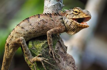 Debuter En Terrariophilie L Alimentation Du Lezard Debuter En Terrariophilie L Alimentation Du Lezard