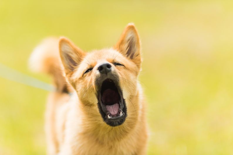 conseils pour les aboiements du chien