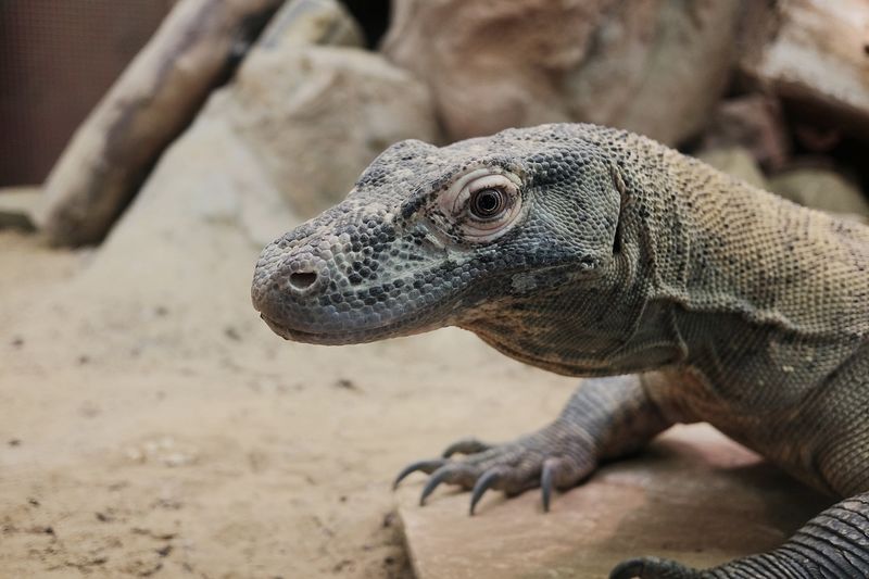 le varan est un lézard carnivore