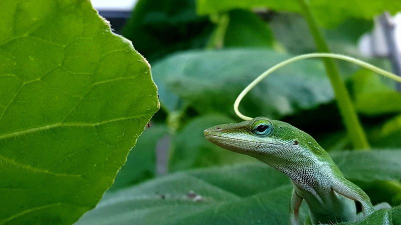 l'anole vert est un lézard insectivore
