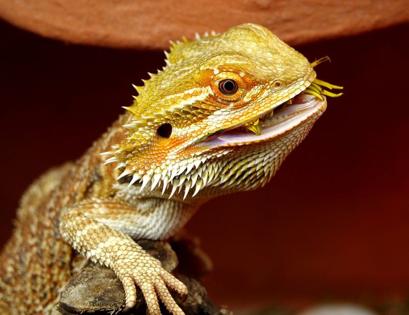 Le dragon barbu est un lézard omnivore