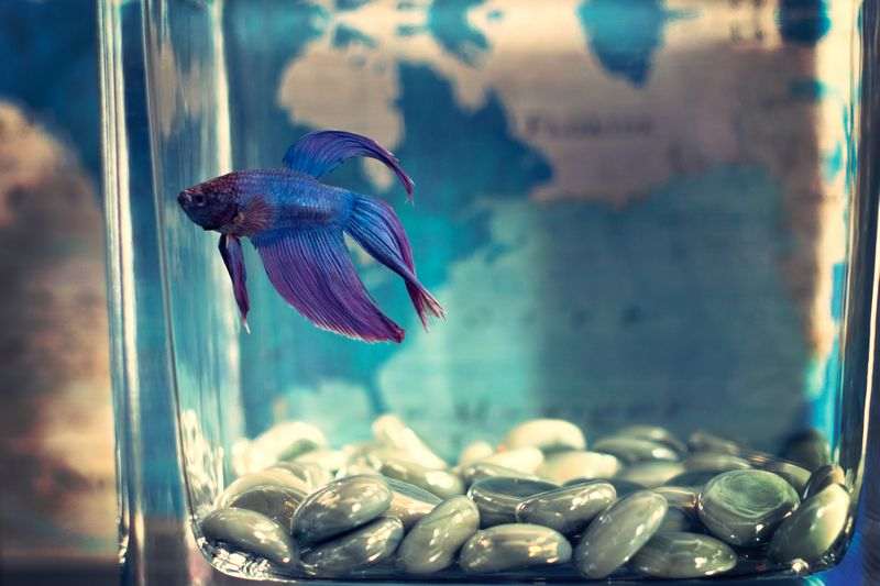 Poissons Comment Bien Choisir Son Aquarium Poissons Comment Bien Choisir Son Aquarium