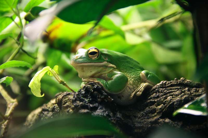 comment choisir entre aqua terrarium et paludarium