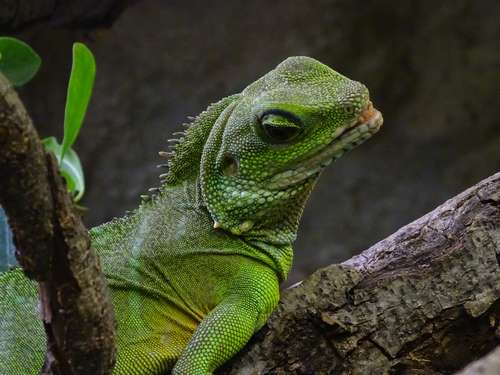 choisir un paludarium