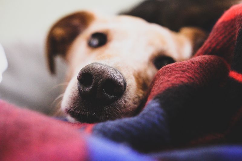 chien dans une niche confortable et chaude