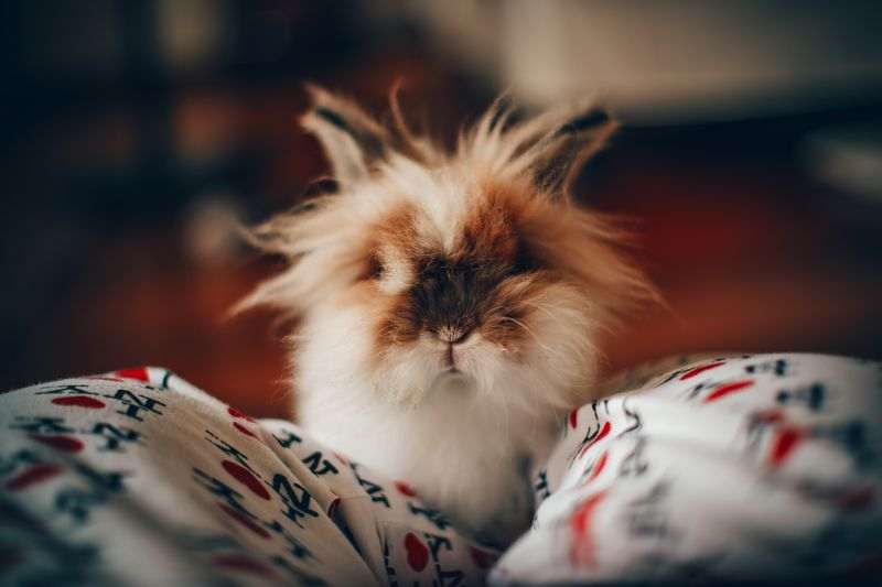 Lapin Domestique Bien Choisir Et Amenager La Cage De Son Lapin Lapin Domestique Bien Choisir Et Amenager La Cage De Son Lapin