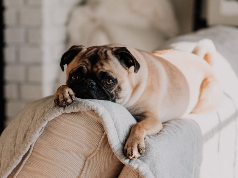 Chien carlin sur le canapé