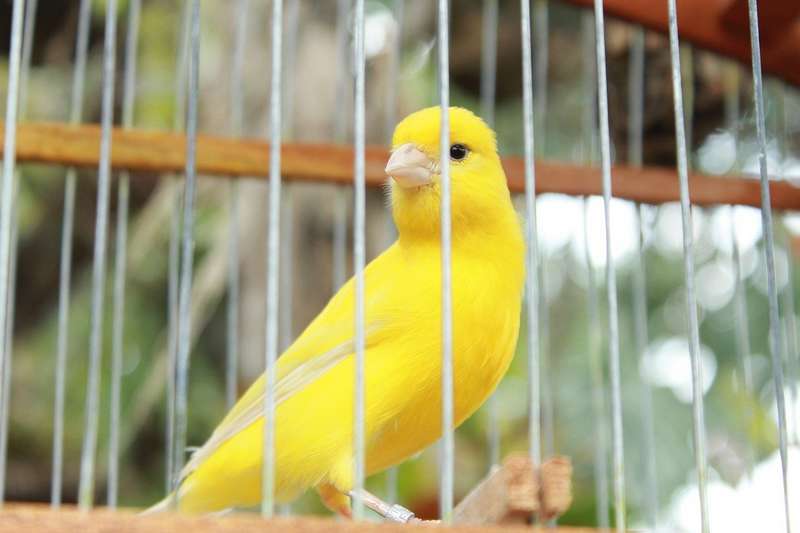 choisir sa cage à oiseaux