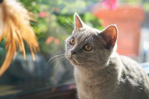 chat maison voisin