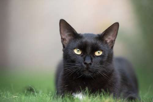 chat instinct naturel
