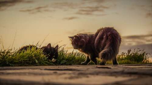 empêcher la disparition de son chat