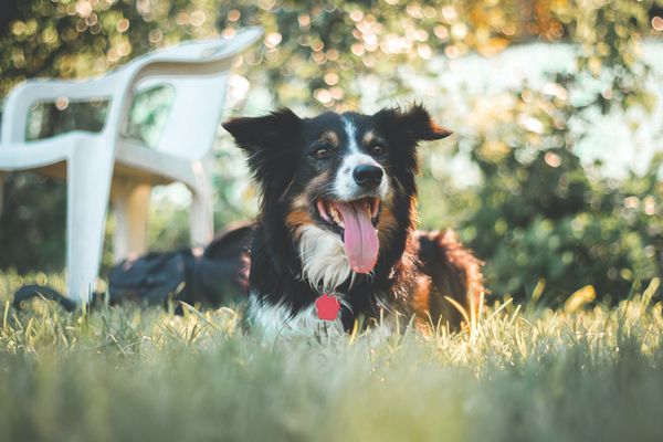 comment protéger son chien de la chaleur