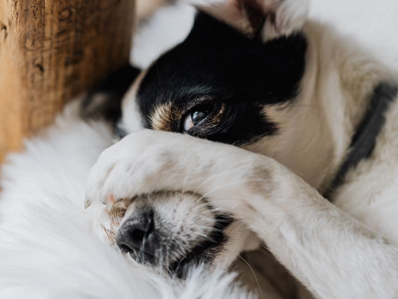 Aider un chien qui détruit tout