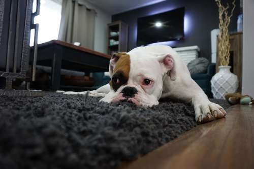 comment punir son chien