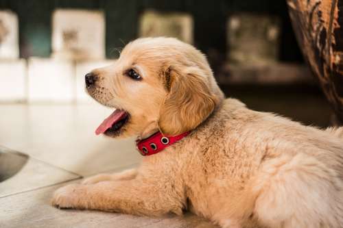 que faire quand mon chien se comporte mal