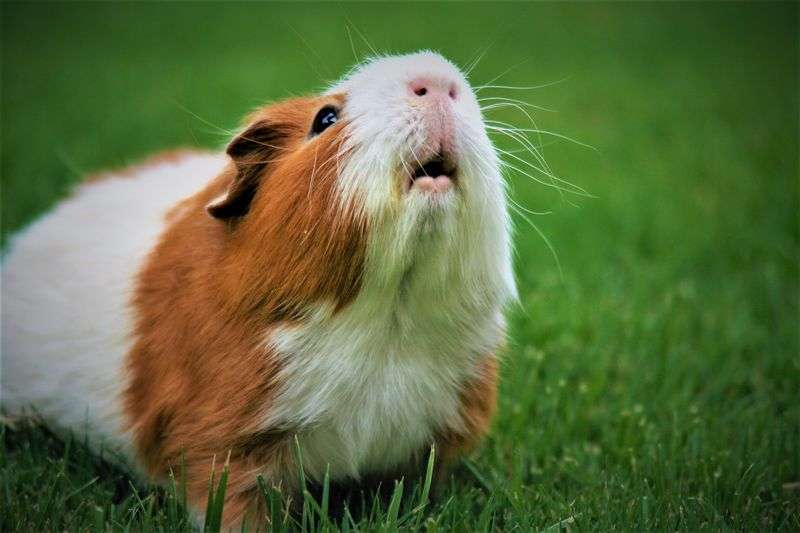 Accueillir Un Cochon D Inde Chez Soi Notre Guide Pratique Accueillir Un Cochon D Inde Chez Soi Notre Guide Pratique