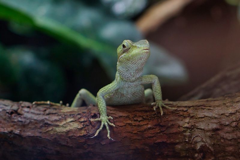 lézard dans un terrarium bien aménagé