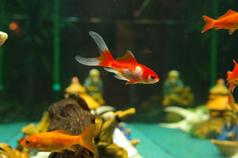 Conseils décoration aquarium