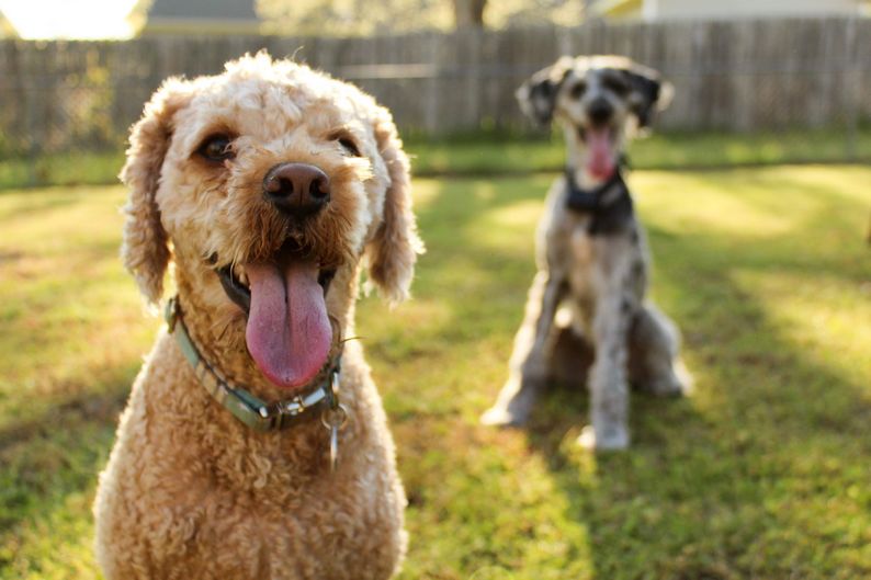 habituer son chien à d'autres animaux
