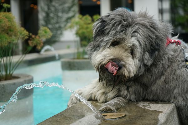 comment protéger son chien d'avoir trop chaud