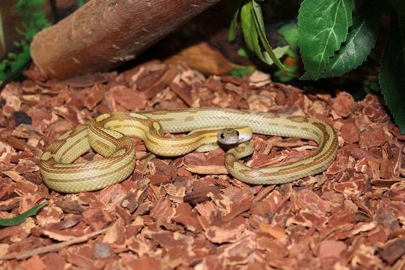 Starter Kit Terrarium Complet Pour Serpent Zoomalia