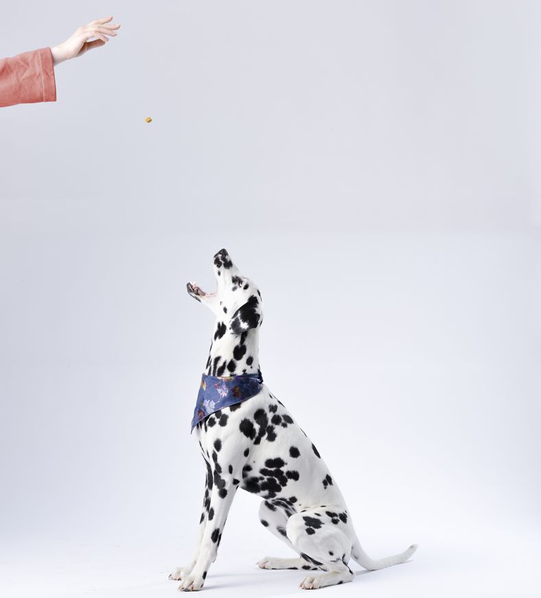 apprendre des ordres à son chien