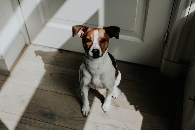 apprendre à son chien à rester seul