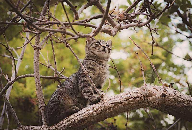 Fugue Et Disparition Du Chat Pourquoi Et Comment Reduire Les Risques