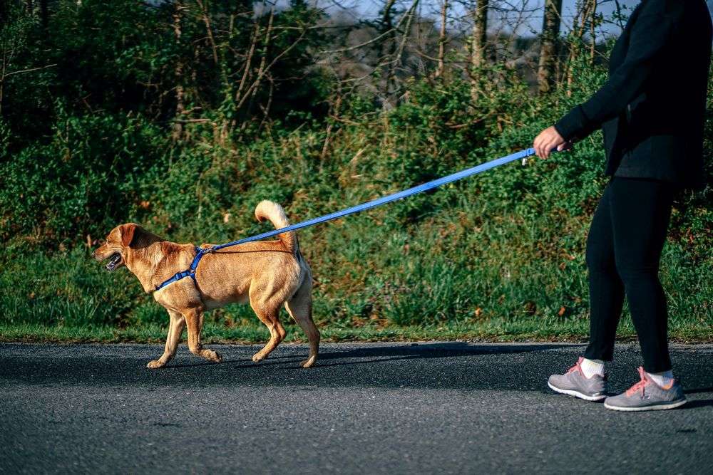 Faire Un Harnais Pour Chien Avec Une Corde Chien Nouvelles