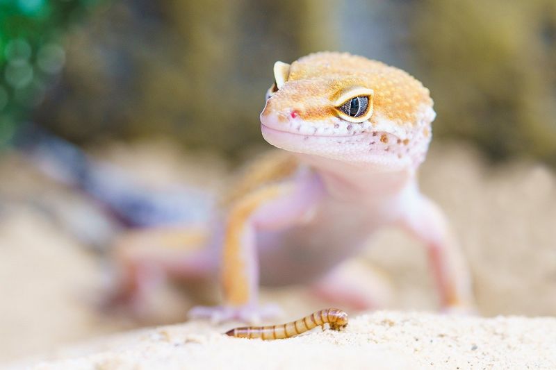 conseils alimentation lézard