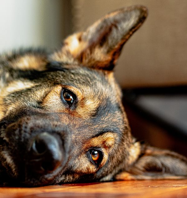 comment repérer insolation chien