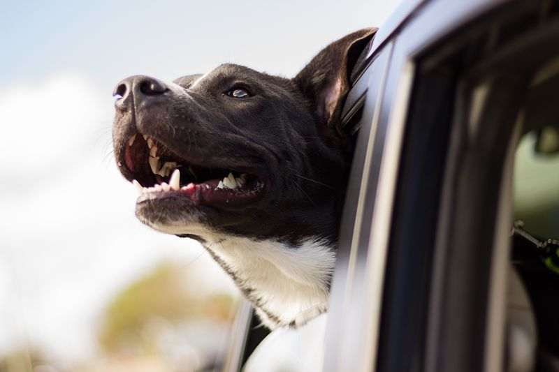 Partir En Vacances Avec Son Chien Comment Le Transporter En Toute Securite