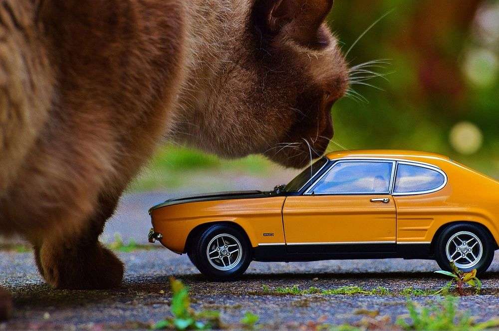 Voyager Avec Son Chat Comment Le Transporter En Toute Securite Voyager Avec Son Chat Comment Le Transporter En Toute Securite